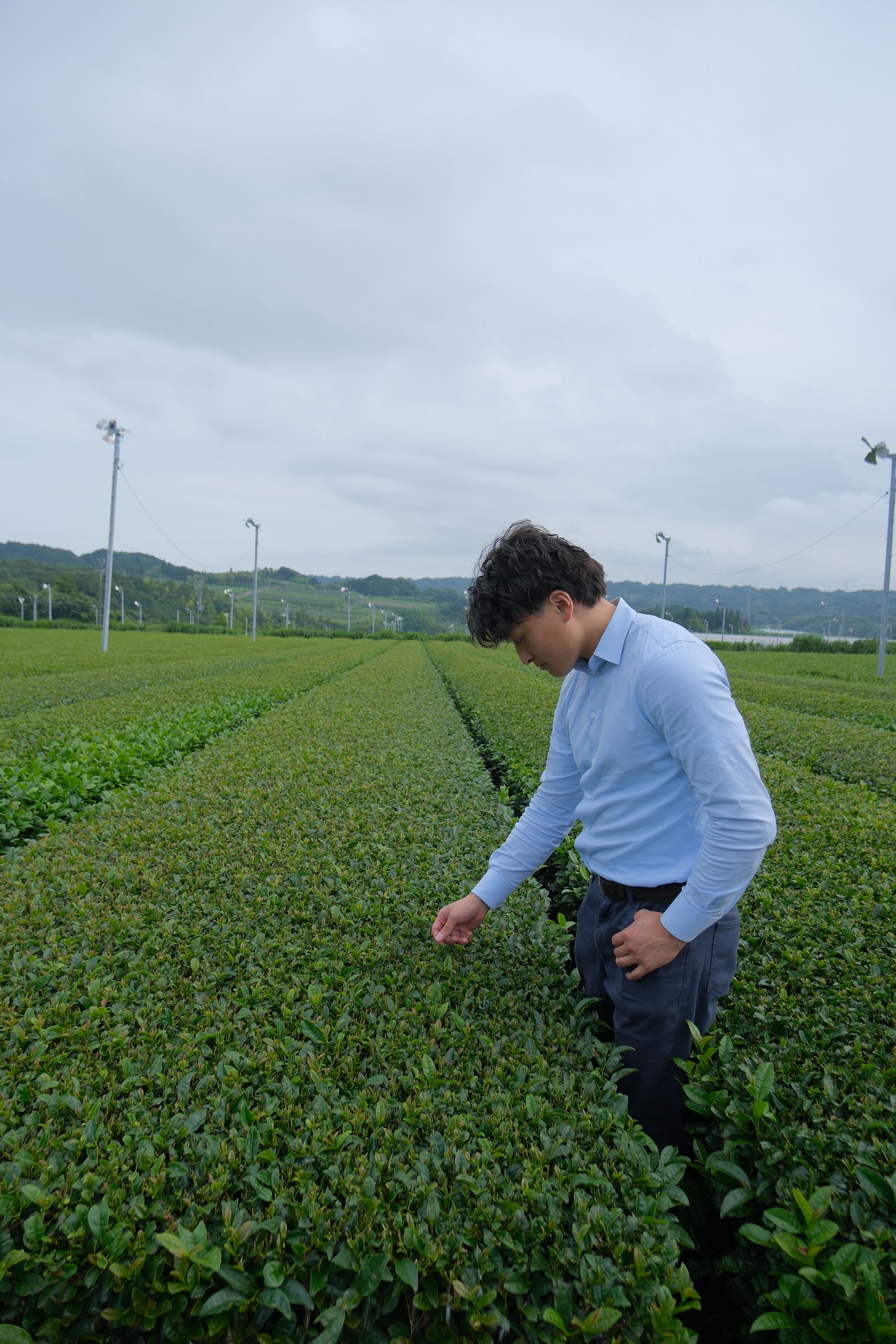 Bulk matcha supplier for USA distributors